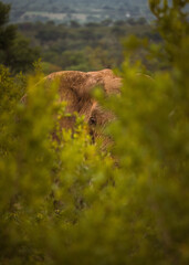 African Elephant in the bush of Kruger National Park, South Africa. December 2020