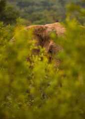 African Elephant in the bush of Kruger National Park, South Africa. December 2020