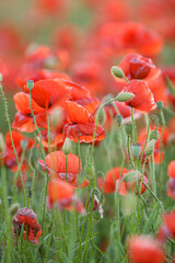 Obraz premium poppy flowers in field