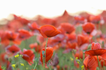 poppy flowers in the field