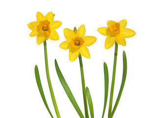 Obraz premium Yellow daffodils isolated on white
