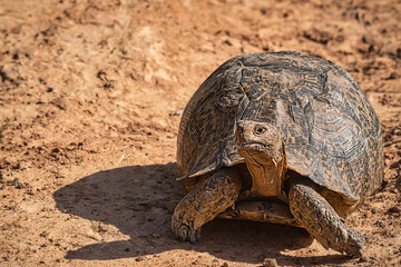 African tortoise