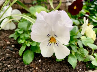 white delicate flower on the ground 