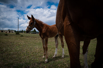 Les cheveux de Dordogne