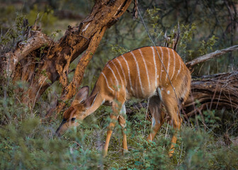Fototapeta na wymiar Female Lowland Nyala browsing in the bush of Kruger National Park. December 2020