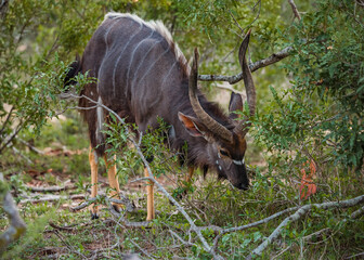 Male Lowland Nyala browsing in the bush of Kruger National Park. December 2020