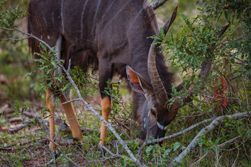 Male Lowland Nyala browsing in the bush of Kruger National Park. December 2020