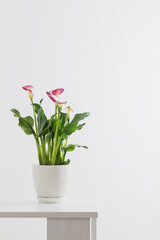 Plakat pink calla lily in flower pot on white background
