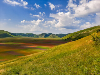 Fototapeta premium Lentil flowering with poppies and cornflowers in Castelluccio di Norcia, Italy