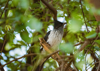 Levaillant's Cuckoo in Rietvlei Nature Reserve, South Africa. December 2020