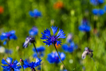 Lentil flowering with poppies and cornflowers in Castelluccio di Norcia, Italy