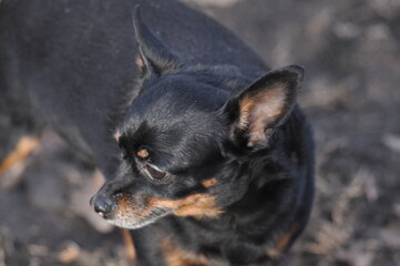Russian Toy Terrier Looks Into the Distance