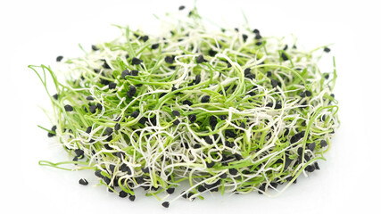 fresh onion micro greens isolated on white background