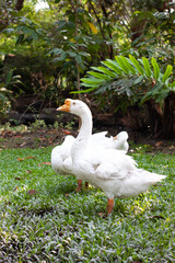 white swans standing in front of dark green plants in the forest