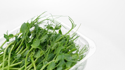 fresh peas micro greens in container for delivery or sale on white background