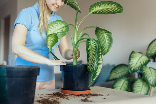 Girl repotting a large indoor tropical plant dieffenbachia