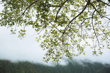Tree at Hoomaluhia Botanical Garden, Koolau Range ,Oahu Hawaii