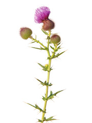 Blooming thistle plant isolated on white, Cirsium lanceolatum