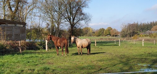 horses in a field