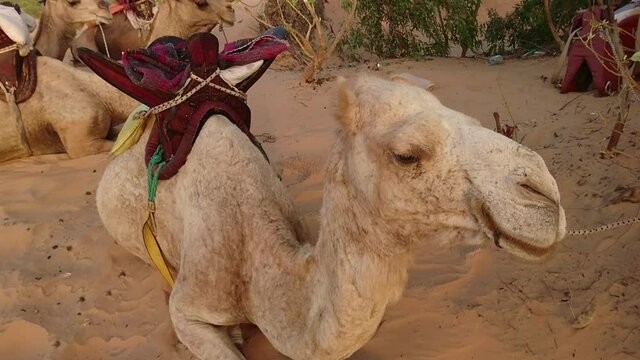 dromadaire dans le d&eacute;sert de Lompoul au S&eacute;n&eacute;gal