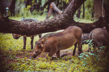 Warthog in Mabalingwe, South Africa. February 2020