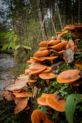 Countless mushrooms growing from a green moss blanket by the Ligatne river near Ligatne, Latvia