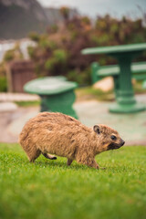 Dassie (Hyrax) walking in Eastern Cape, South Africa. September 2019.