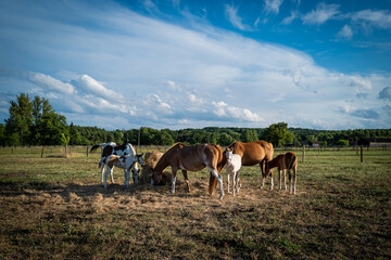 Les cheveux de Dordogne