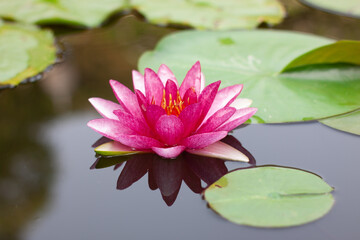 A peaceful pink lotus blossom growing in a muddy lily pond