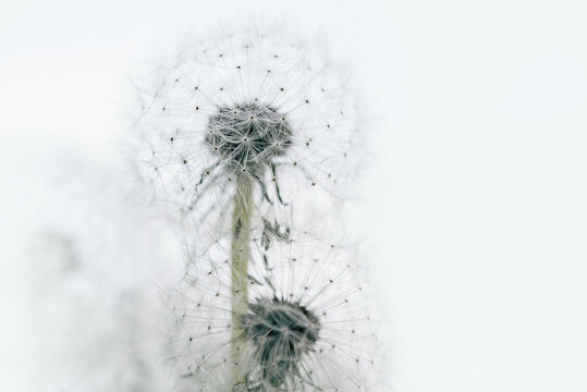dandelion at white background. Freedom to Wish. Dandelion silhouette fluffy flower. Seed macro closeup. Soft focus. Goodbye Summer. Hope and dreaming concept. Fragility. Springtime.