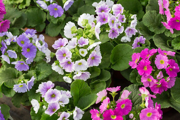 Colorful flowers and green leaves blooming in spring，Primula malacoides Franch