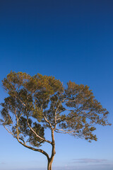 Tree at Tantalus Lookout Puu Ualakaa State Park Honolulu Oahu Hawaii 
