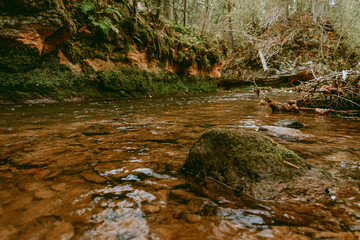 Ligatne river flowing through scenic forest with fallen leaves and trees near Ligatne, Latvia during cloudy autumn day