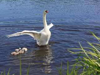 Swan swimming on lake with cubs