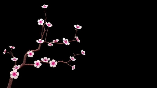 Blooming pink cherry blossom flowers, animated on a isolated growing branch, gently moving with the wind, 3D animation with alpha matte.