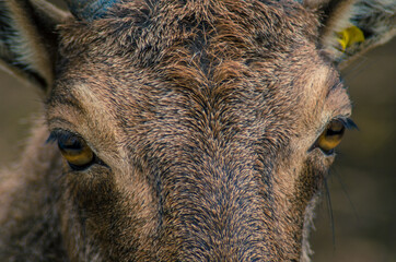 close up of a goat's head