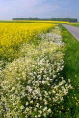 Bord de route fleuri le long d'un champ de colza