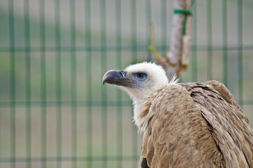 close up of a vulture