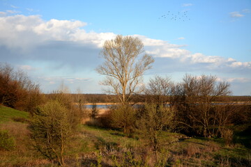 A view of awakening nature on a sunny spring day.