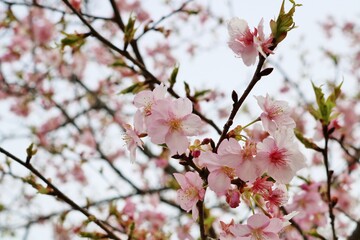 満開の桜　花　風景　春