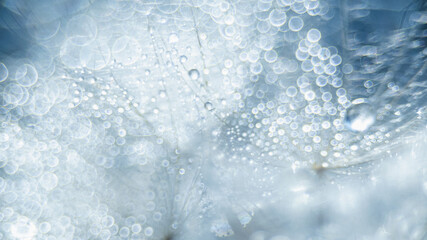 Macro nature. Beautiful dew drops on dandelion seed macro. Beautiful soft background. Water drops on parachutes dandelion. Copy space. soft focus on water droplets. circular shape, abstract background