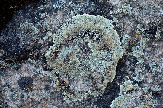The lichen Lecanora muralis on granite stone.