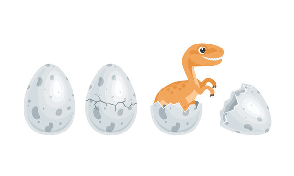 Newborn dinosaur hatched from an egg. Cute funny baby velociraptor isolated on white. Vector flat cartoon illustration.