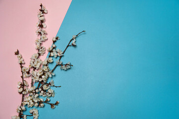 Flower arrangement. A border of delicate spring branches of a blooming apricot on a pastel pink and light blue background. Free space.