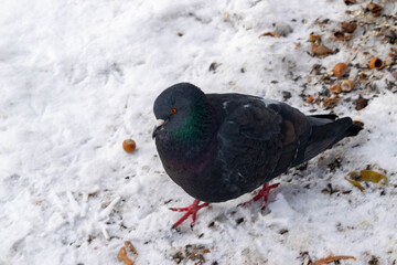 A wild pigeon in the snow in search of food.