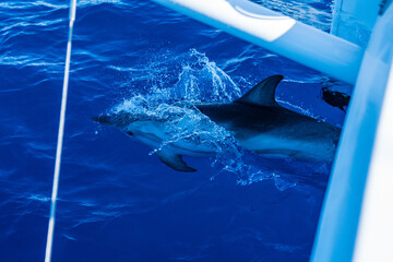 Delfin schwimmt mit einem Katamaran © Hardi