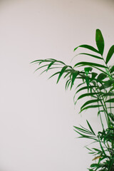 Close up of the leaves of the Chamaedorea elegans plant. Spathiphyllum flower in a brown pot on a white background. Houseplant care concept. Modern minimalist creative home decor concept, garden room.