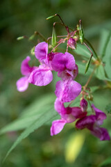 Pink tuberous pea (Lathyrus tuberosus) flower on blurred green background