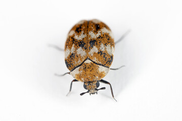 Varied carpet beetle Anthrenus verbasci home and storage pest. The larva of this beetle is a pest in skin products.