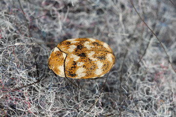 Varied carpet beetle Anthrenus verbasci home and storage pest. The larva of this beetle is a pest...